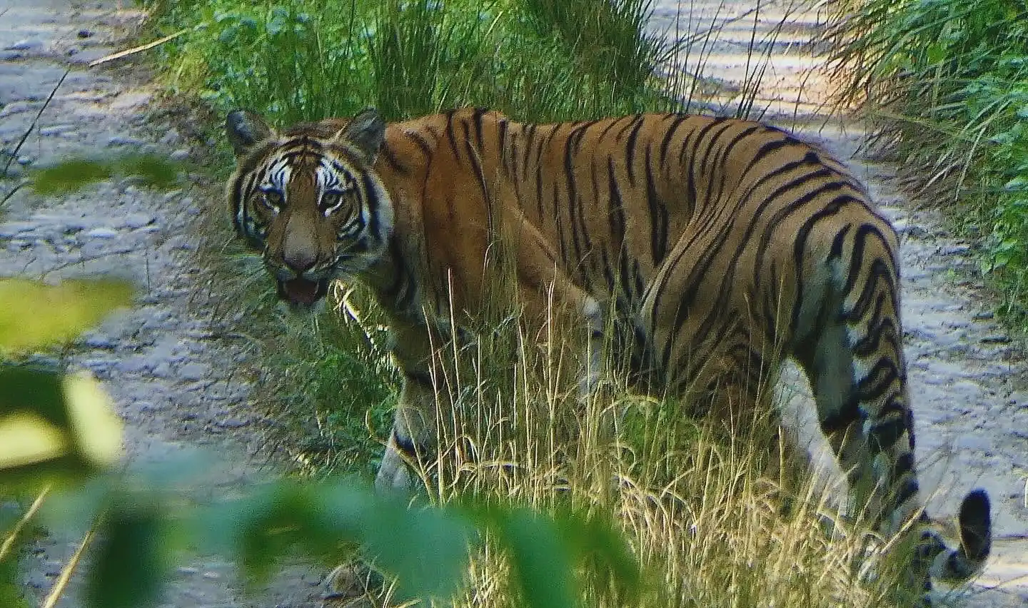 Jungle Safari Tour in Nepal