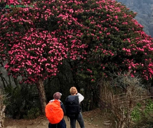 Ghorepani Poon Hill Trek